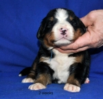 k blue 2weeks 1