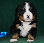 k blue 3weeks