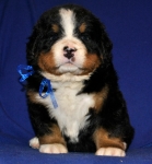 k blue 4weeks