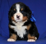 k blue 4weeks 1