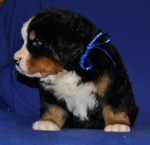 k blue 4weeks 2