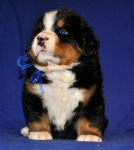 k blue 4weeks 3