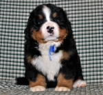k blue 5weeks