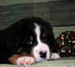 k blue 6weeks 2
