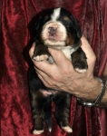 k yellow 1week