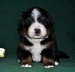 k yellow 3weeks
