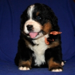 k yellow 4weeks 2