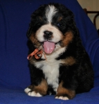 k yellow 4weeks 4