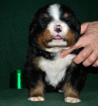 k green 3weeks