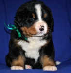 k green 4weeks