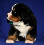 k green 4weeks 1