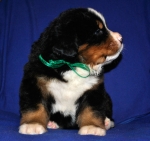 k green 4weeks 2