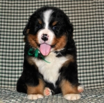 k green 5weeks