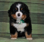 k green 6weeks