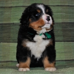 k green 6weeks 1