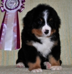 k green 7weeks 2