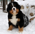 k green 8weeks