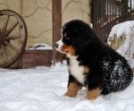k green 8weeks 1