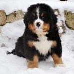 k green 8weeks 11