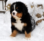 k green 8weeks 18
