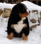 k green 8weeks 19