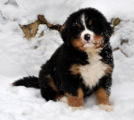 k green 8weeks 2