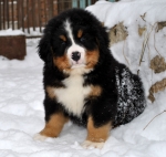 k green 8weeks 21