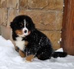 k green 8weeks 24
