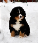 k green 8weeks 3