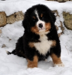 k green 8weeks 4