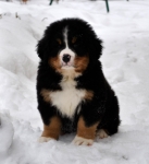 k green 8weeks 8