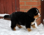 k green 8weeks 9