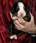 s rose 1week