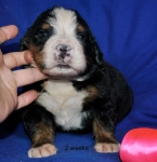 s rose 2weeks 1