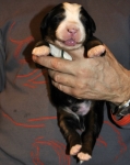 k green 1week