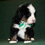 k green 4weeks 1