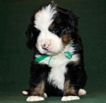 k green 4weeks 2