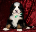 k green 5weeks