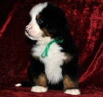 k green 5weeks 1