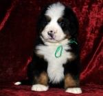 k green 5weeks 2