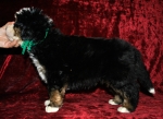 k green 5weeks 3