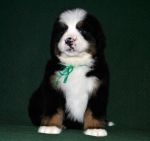 k green 6weeks