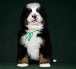 k green 6weeks 1