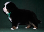 k green 6weeks 2