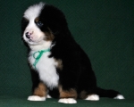 k green 6weeks 3