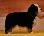 k green 7weeks 1