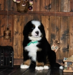 k green 8weeks