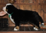 k green 8weeks 1