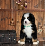 k green 8weeks 2