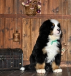 k green 8weeks 3